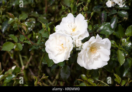 Rosa moquette fiore bianco 'Noaschnee', Foto Stock