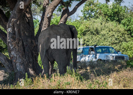 Elephant sotto agli alberi avvicinando jeep sulla via Foto Stock