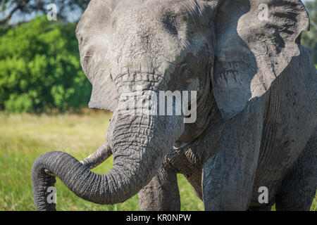 Close-up di elephant trunk di appoggio su brosmio Foto Stock