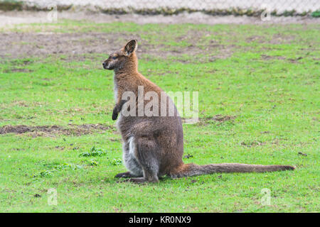 Kangaroo nel suo habitat naturale Foto Stock
