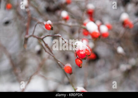 Cinorroidi in dettaglio in inverno Foto Stock