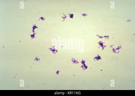 Tale micrografia mostra un numero di Peptostreptococcus sp, 1974. Batteri che erano state coltivate in Schaedler?s brodo, ed elaborati utilizzando Gram-macchia tecnica. Peptostreptococcus spp. sono anaerobiche, non formanti spore, cocchi Gram-positivi, che fanno parte della flora normale della pelle e le superfici di mucosa di esseri umani. Immagine cortesia CDC/Don Stalons. Foto Stock