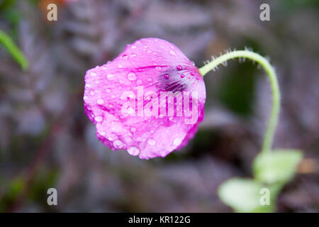 Papavero viola Foto Stock