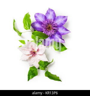 Clematis mazzetto di fiori isolati su sfondo bianco percorso di clipping incluso. Design floreale. Vista superiore, laici piatta Foto Stock