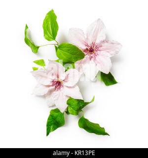 Clematis rosa fiori luminosi mazzetto isolati su sfondo bianco percorso di clipping incluso. Design floreale. Vista superiore, laici piatta Foto Stock