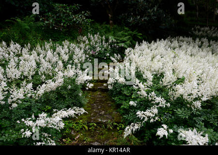 Astilbe chinensis,false goatsbeard,legno,woodland,all'ombra,ombroso ombreggiate,perenne,piante perenni, impianti ritratti,bianco panicle,fiori,RM Floral Foto Stock