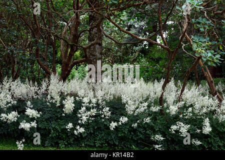 Astilbe chinensis,false goatsbeard,legno,woodland,all'ombra,ombroso ombreggiate,perenne,piante perenni, impianti ritratti,bianco panicle,fiori,RM Floral Foto Stock