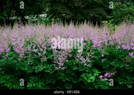 Astilbe chinensis,false goatsbeard,legno,woodland,all'ombra,ombroso ombreggiate,perenne,piante perenni, impianti ritratti,viola panicle,fiori,RM Floral Foto Stock