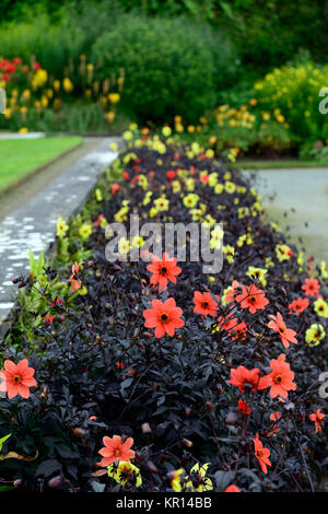 Orange,giallo,foglie scure,dark lasciava,dahlia,dalie,biancheria da letto,piante,annuari,display,bed,confine,fiori,fioritura,RM Floral Foto Stock