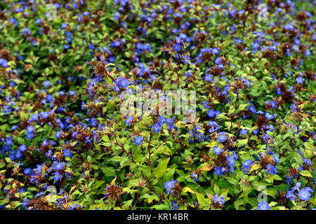 Ceratostigma willmottianum Foresta blu,i pidocchi,plumbago cinese,blu,indigo,fiore,fiori,fioritura,RM Floral Foto Stock