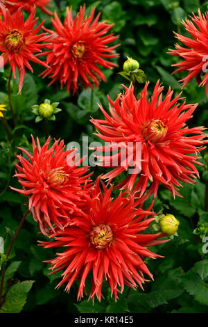 Dahlia mostra 'n' Dillo ad,di grandi dimensioni,Fimbriated,arancio, rosso,fiore,fiori,fioritura,dalie,RM Floral Foto Stock