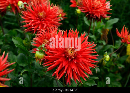 Dahlia mostra 'n' Dillo ad,di grandi dimensioni,Fimbriated,arancio, rosso,fiore,fiori,fioritura,dalie,RM Floral Foto Stock