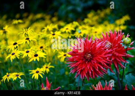 Dahlia mostra 'n' Dillo ad,di grandi dimensioni,Fimbriated,arancio, rosso,giallo,rudbeckia,rudbeckias,fiore,fiori,fioritura,dalie,RM Floral Foto Stock