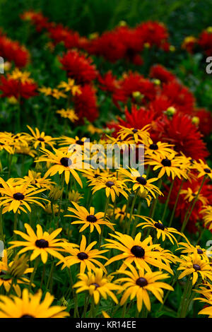 Dahlia mostra 'n' Dillo ad,di grandi dimensioni,Fimbriated,arancio, rosso,giallo,rudbeckia,rudbeckias,fiore,fiori,fioritura,dalie,RM Floral Foto Stock