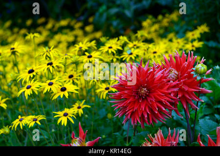 Dahlia mostra 'n' Dillo ad,di grandi dimensioni,Fimbriated,arancio, rosso,giallo,rudbeckia,rudbeckias,fiore,fiori,fioritura,dalie,RM Floral Foto Stock