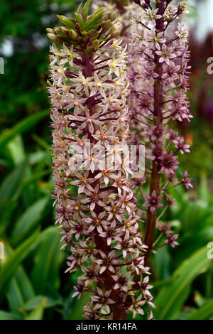 Eucomis comosa pink gin, giglio di ananas, racemi, raceme, rosso-viola, bratta frondosa, bratti, fiore, fiori, fioritura, RM Floral Foto Stock