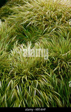 Hakonechloa macra Aureola,Golden giapponese erba foresta,erbe,variegato,fogliame,foglie,all'ombra,ombroso ombreggiate,giardino,giardinaggio,RM Floral Foto Stock