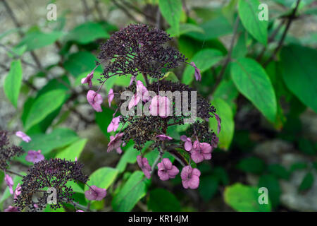 Hydrangea aspera anthony bullivant,malva,rosa,fiore,fiori,fioritura,arbusto,arbusti,ortensie,RM Floral Foto Stock