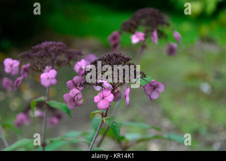 Hydrangea aspera anthony bullivant,malva,rosa,fiore,fiori,fioritura,arbusto,arbusti,ortensie,RM Floral Foto Stock