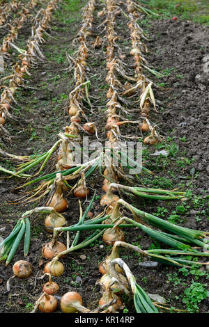 Riga,righe, le cipolle, le cipolle,asciutto,l'asciugatura,sun dry,terreno,terra,giardino,harvest,mature,maturano,crescere,crescere, riparto,piccola azienda,organic,oprganically cresciuto,RM F Foto Stock