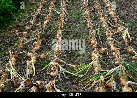 Riga,righe, le cipolle, le cipolle,asciutto,l'asciugatura,sun dry,terreno,terra,giardino,harvest,mature,maturano,crescere,crescere, riparto,piccola azienda,organic,oprganically cresciuto,RM F Foto Stock