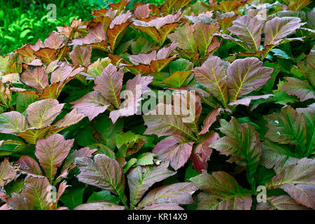 Rodgersia podophylla, autunno,caduta,autumnal,foglie,fogliame,all'ombra,ombroso ombreggiate,RM Floral Foto Stock