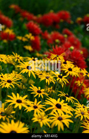 Dahlia mostra 'n' Dillo ad,di grandi dimensioni,Fimbriated,arancio, rosso,giallo,rudbeckia,rudbeckias,fiore,fiori,fioritura,dalie,RM Floral Foto Stock