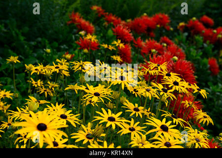 Dahlia mostra 'n' Dillo ad,di grandi dimensioni,Fimbriated,arancio, rosso,giallo,rudbeckia,rudbeckias,fiore,fiori,fioritura,dalie,RM Floral Foto Stock