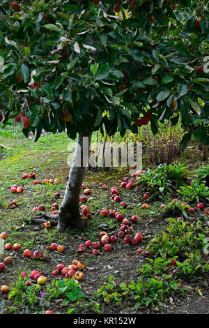 Apple,mele,Malus domestica,manna,windfalls,caduto,sotto,sotto,tree,riparto,giardino,harvest,mature,surmature,marcio,marciume,ammaccati,danni,dama Foto Stock