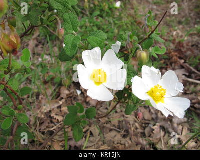 Sage-cisto,cistus salviifolius Foto Stock