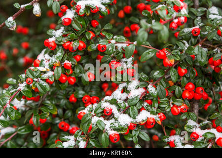 Un Cotoneaster arbusto con luminosi di bacche rosse coperte di neve su un inverno freddo giorno di dicembre consente di impostare un tema natalizio. Inghilterra, Regno Unito Foto Stock