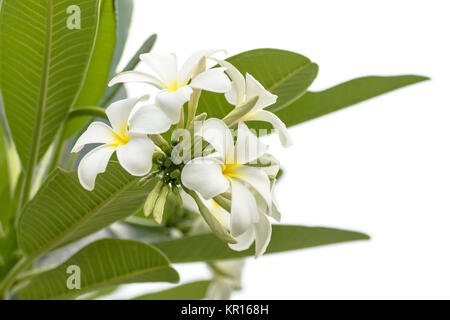 Close up Lan thom flower Foto Stock