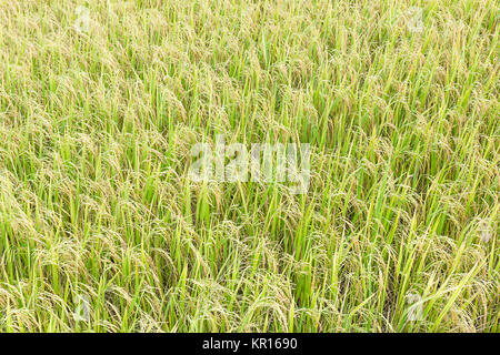 Close up top visualizza i campi di riso Foto Stock