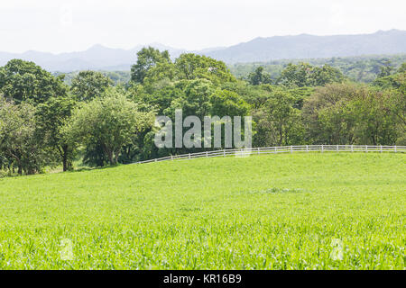 Erba verde campo Foto Stock