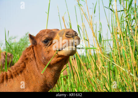 Camel mangiare erba closeup shot Foto Stock