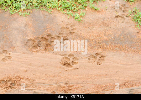 African Lion tracce nel fango Foto Stock
