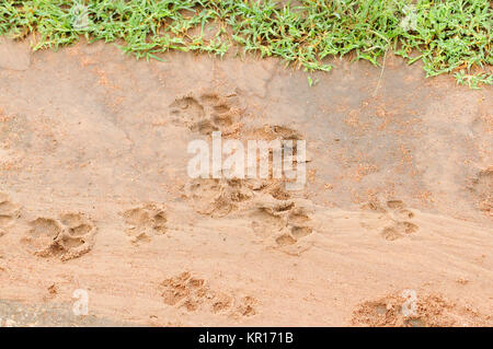 African Lion tracce nel fango Foto Stock