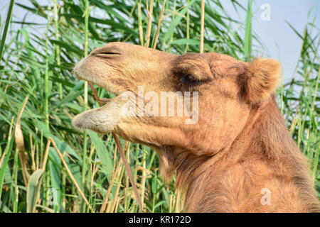Camel mangiare erba closeup colpo alla testa Foto Stock