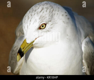 Close up Ring-Billed seagull con il suo caratteristico becco e gli occhi gialli Foto Stock