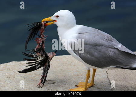 Gull tenendo un uccello morto nel suo becco Foto Stock