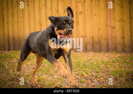 Rottweiler cane che corre in un giardino Foto Stock