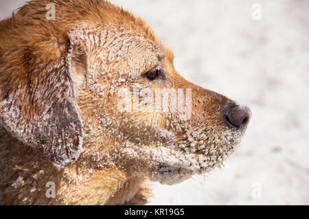 Close-up di un labrador retriever cane con sabbia sulla sua faccia Foto Stock