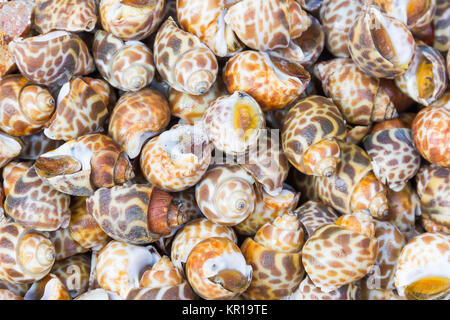 Avvistato Babilonia o Babylonia areolata Foto Stock