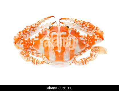 Vaporizzato granchio blu o fiore crab Foto Stock