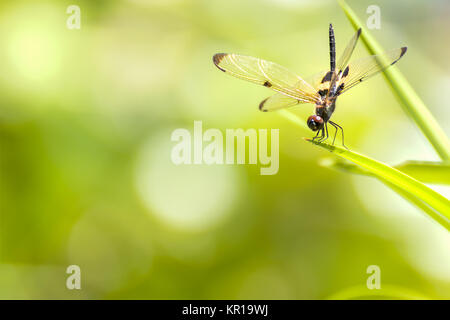 La libellula seduta sulla foglia verde Foto Stock