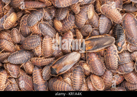 Migliaia di arancio-spotted scarafaggio (Blaptica dubia) ninfe. Nota l'adulto(s) roaches strisciando sulla parte superiore della massa. Foto Stock