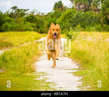 Golden Retriever cane che corre lungo un sentiero, Fort de Soto, Florida, Stati Uniti Foto Stock