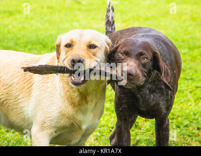 Il Labrador retriever e il tedesco shorthaired puntatore Cani giocando con un bastone Foto Stock