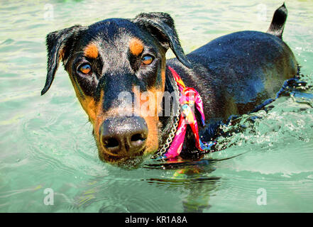 Dobermann cane che indossa una bandana in piedi in ocean Foto Stock