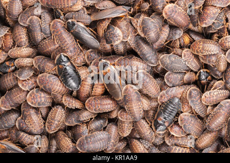 Migliaia di arancio-spotted scarafaggio (Blaptica dubia) ninfe. Nota l'adulto(s) roaches strisciando sulla parte superiore della massa. Foto Stock